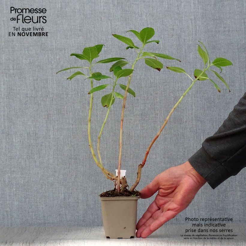 Esimerkki syksyllä toimitetusta Palsami - Impatiens tinctoria Godet de 8/9 cm-taimesta