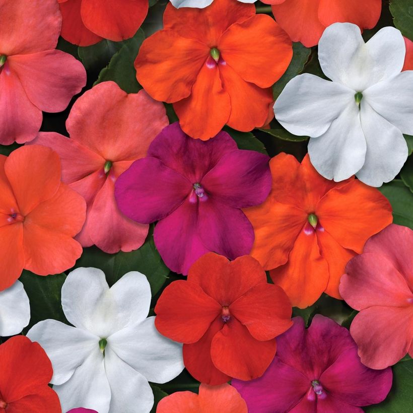 Ahkeraliisa Beacon Mix (Flowering)