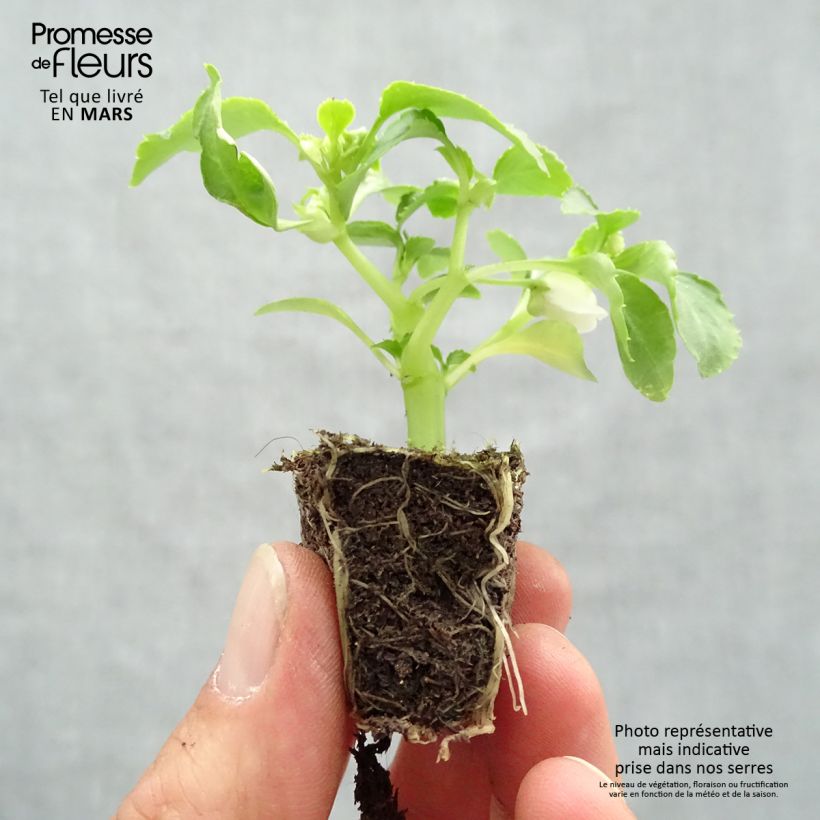 Example of Ahkeraliisa Beacon Mix Jardimotte : motte 3,8 cm x 3,2 cm en plaque de culture par 16 as you get in printemps