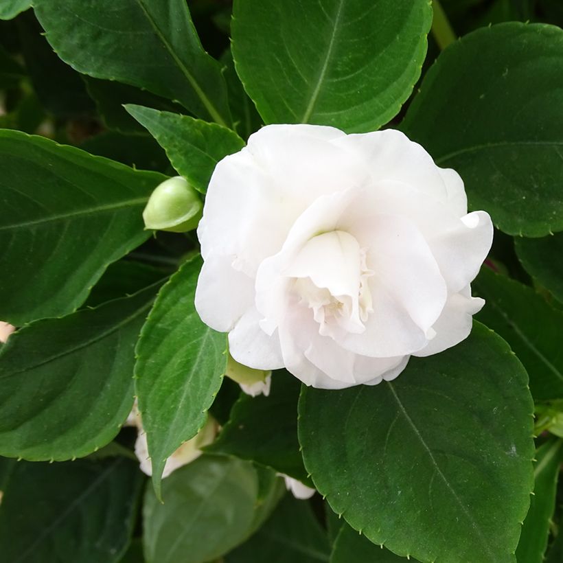 Ahkeraliisa Double Walleriana blanc (Kukinta)
