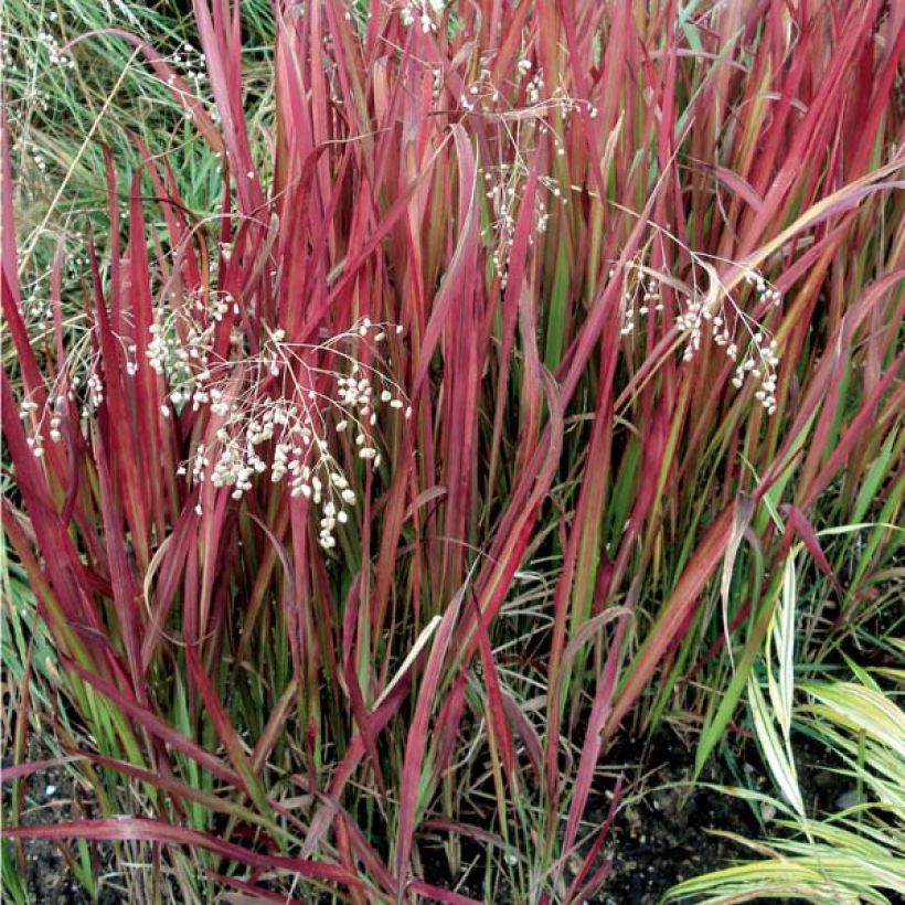 Hurmesilkkiheinä Red Baron (Plant habit)