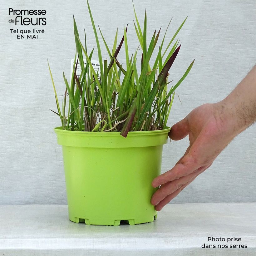 Example of Hurmesilkkiheinä Red Baron Pot de 2L/3L as you get in printemps