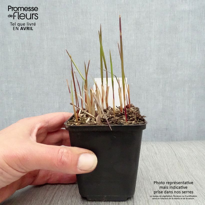 Example of Hurmesilkkiheinä Red Baron Godet de 8/9 cm as you get in printemps