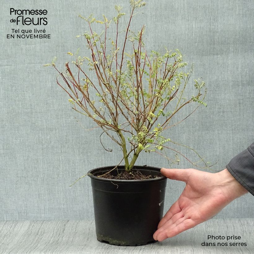 Esimerkki syksyllä toimitetusta Himalajanindigo - Indigofera heterantha 2 litran/3 litran ruukku-taimesta