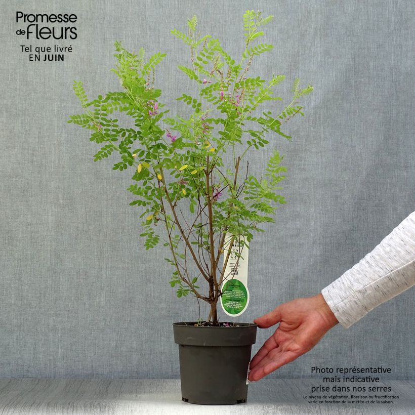 Esimerkki kesällä toimitetusta Himalajanindigo - Indigofera heterantha Ruukku 2L / 3L-taimesta