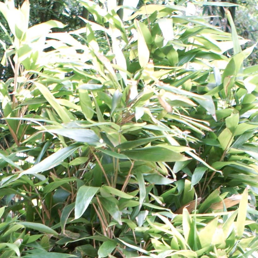 Bambu - Indocalamus latifolius (Lehvistö)