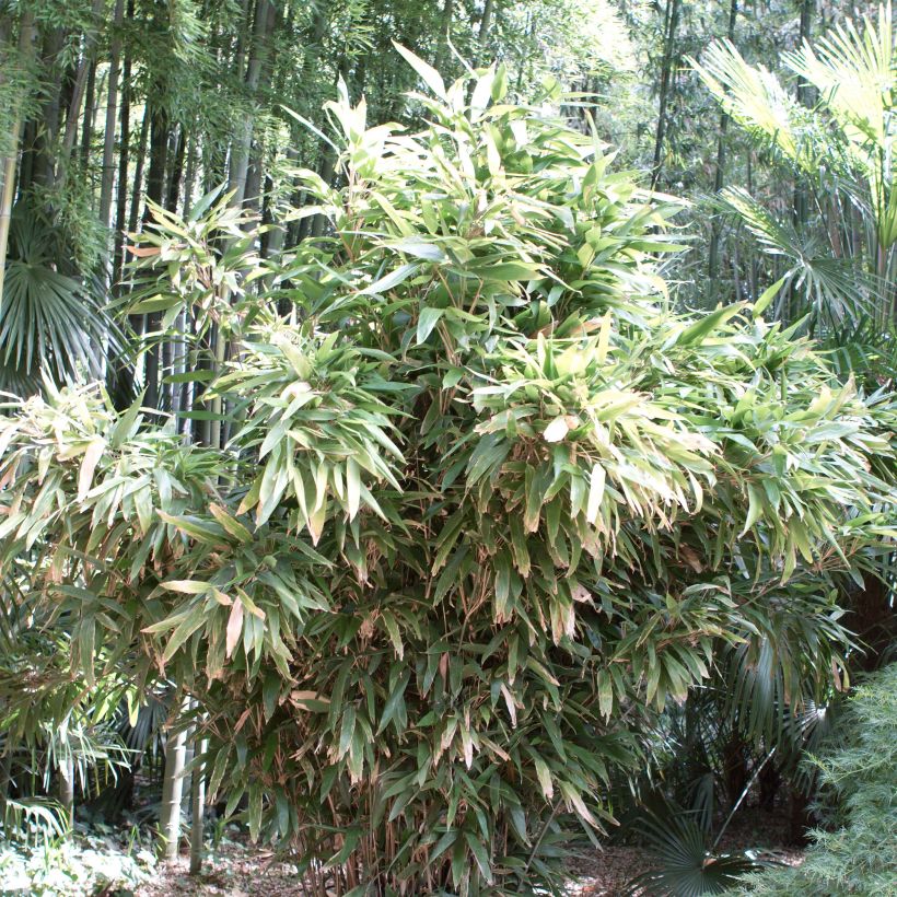 Bambu - Indocalamus latifolius (Kasvutapa)