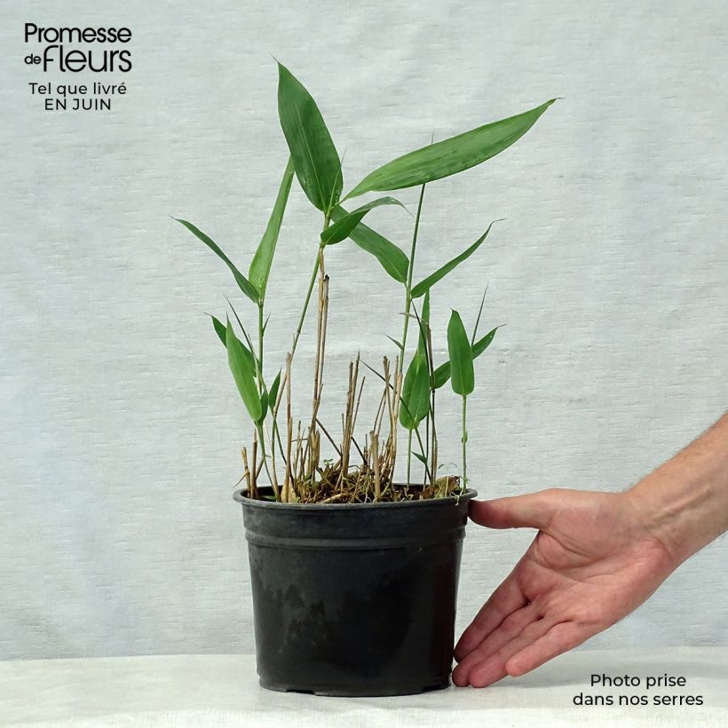 Esimerkki kesällä toimitetusta Bambu - Indocalamus latifolius Pot de 2L/3L-taimesta