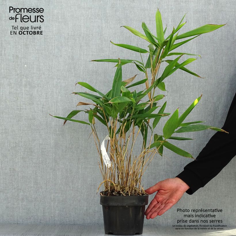 Esimerkki syksyllä toimitetusta Bambu - Indocalamus latifolius 2 litran/3 litran ruukku-taimesta