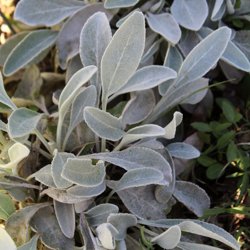 Hirvenjuure - Inula candida subsp. verbascifolia (Lehvistö)