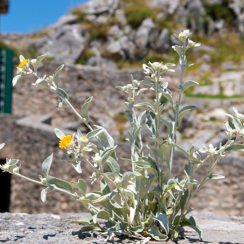 Hirvenjuure - Inula candida subsp. verbascifolia (Kasvutapa)