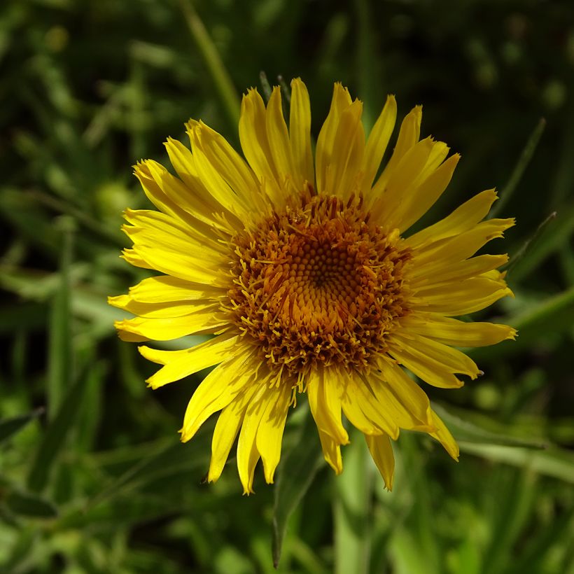 Miekkahirvenjuuri - Inula ensifolia (Kukinta)