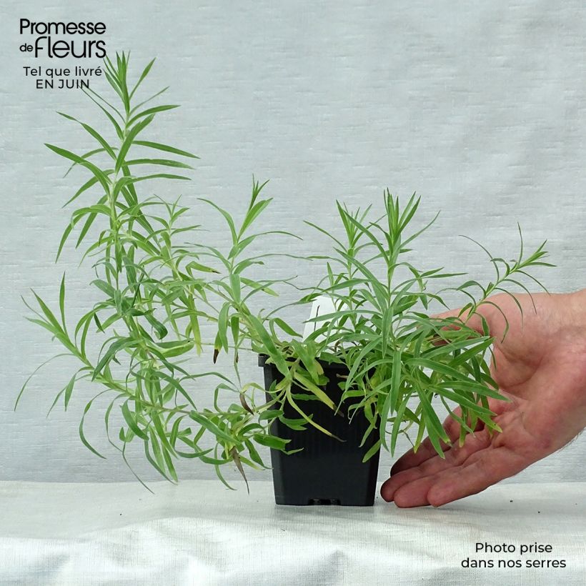 Esimerkki kesällä toimitetusta Miekkahirvenjuuri - Inula ensifolia Godet de 8/9 cm-taimesta
