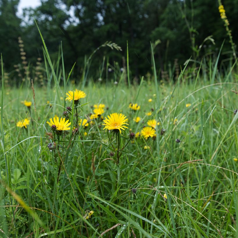 Miekkahirvenjuuri - Inula ensifolia (Kasvutapa)