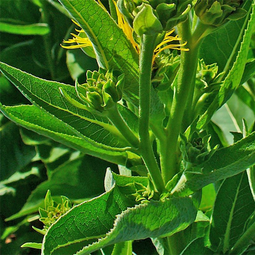 Isohirvenjuuri - Inula helenium (Lehvistö)