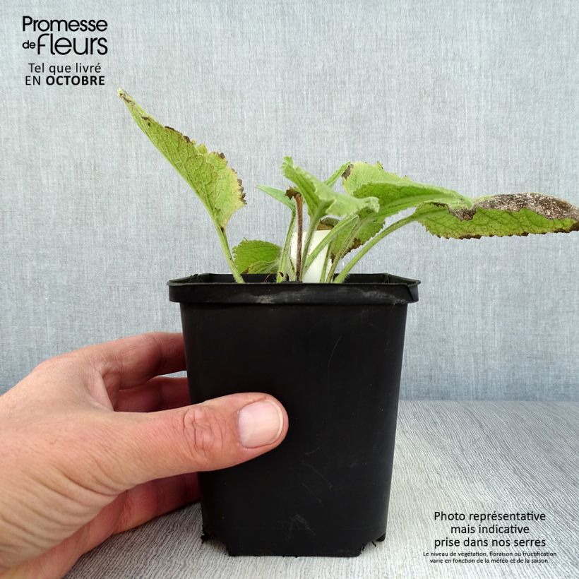 Esimerkki syksyllä toimitetusta Jättihirvenjuuri - Inula magnifica 8/9 cm taimiruukku-taimesta