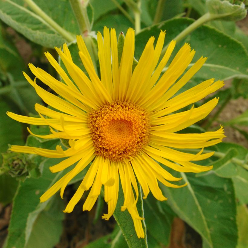 Idänhirvenjuuri - Inula orientalis (Kukinta)