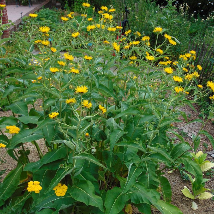 Idänhirvenjuuri - Inula orientalis (Kasvutapa)
