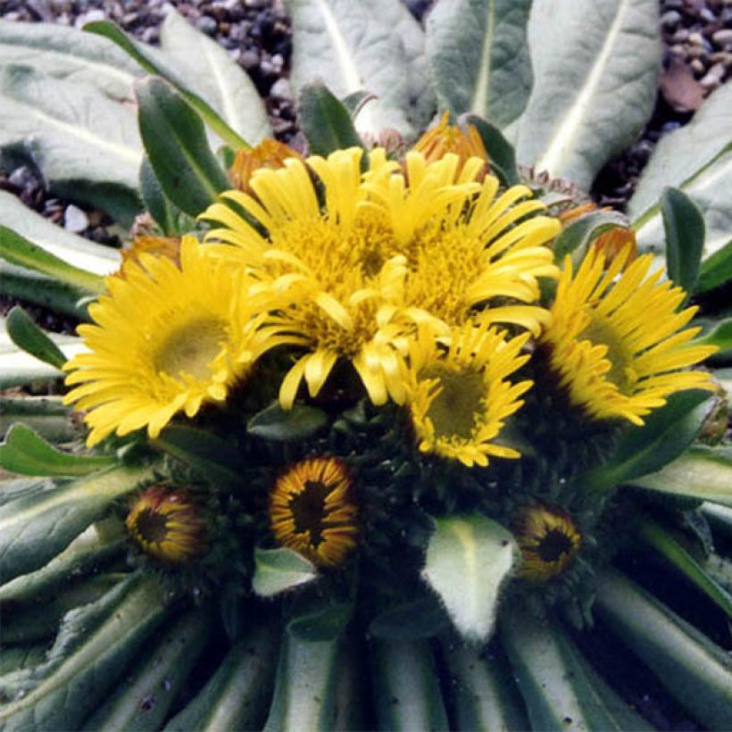 Kääpiöhirvenjuuri - Inula rhizocephala (Kukinta)
