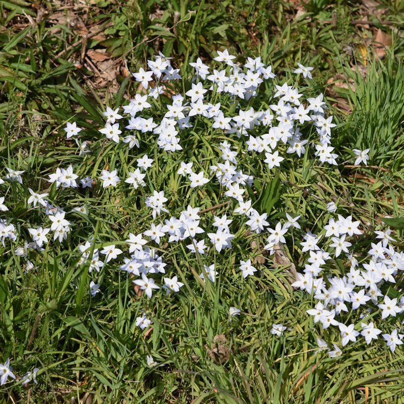 Heinätähti White Star (Kasvutapa)