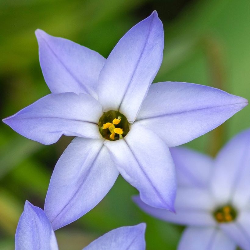 Heinätähti Wisley Blue (Kukinta)