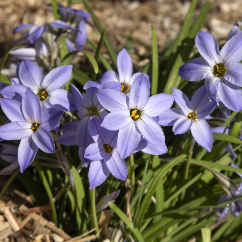 Heinätähti Wisley Blue (Kasvutapa)