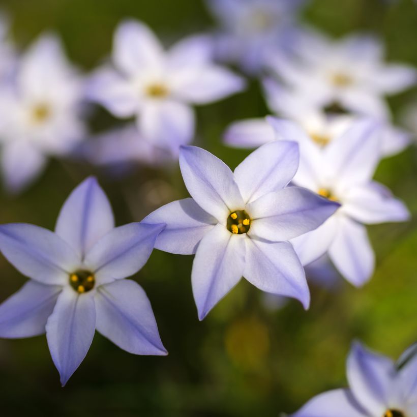 Heinätähti - Ipheion uniflorum (Kukinta)