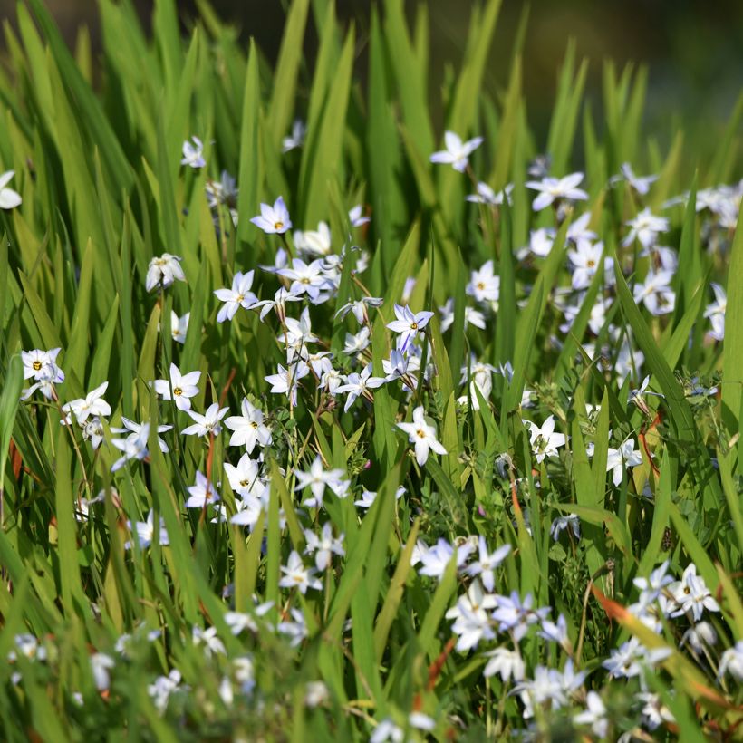 Heinätähti - Ipheion uniflorum (Kasvutapa)