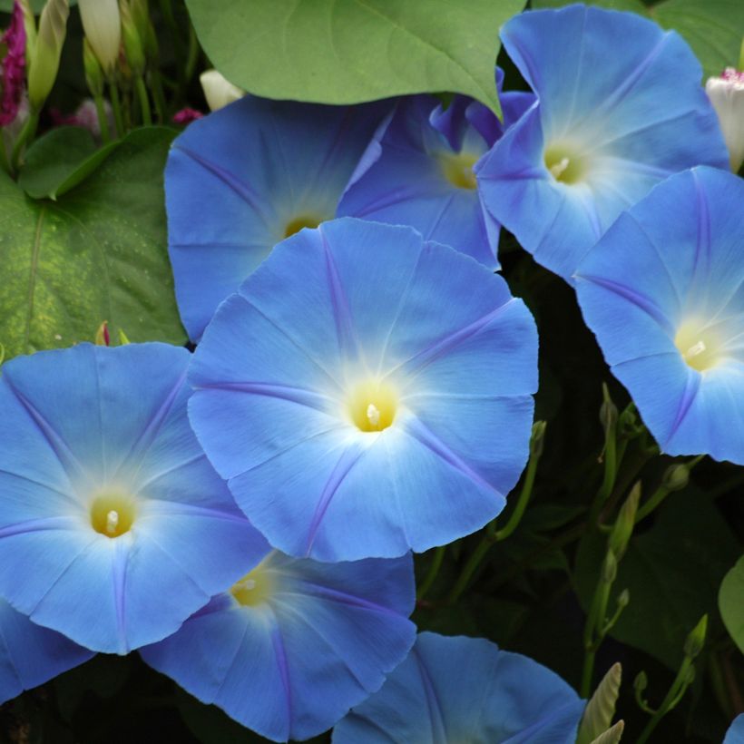 Kirjopäivänsini Heavenly Blue (siemenet) (Kukinta)