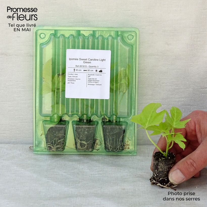 Esimerkki keväällä toimitetusta Bataatti Sweet Caroline Light Green Mini-motte Ø 3/4 cm-taimesta