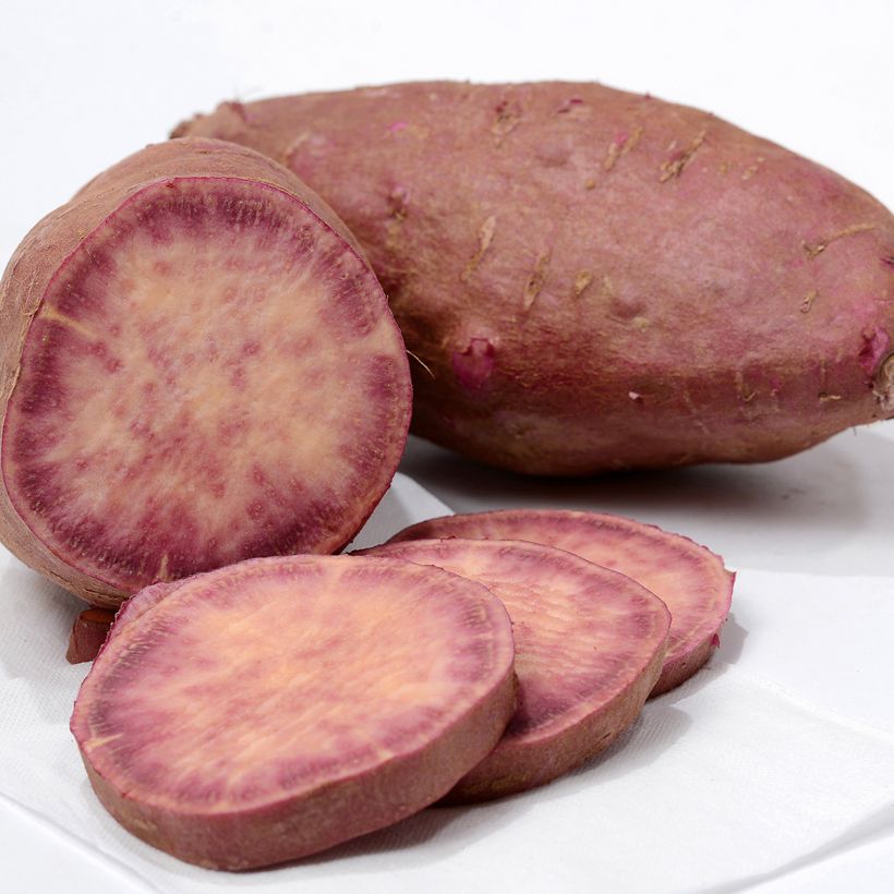Bataatti Sakura taimena (Sadonkorjuu)