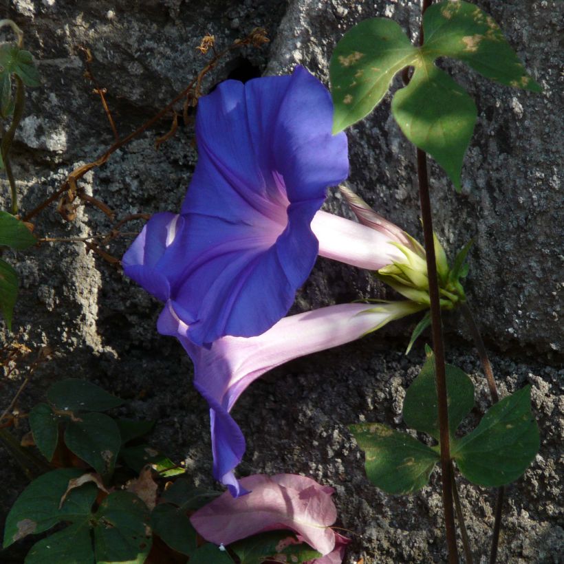 Elämänlanga - Ipomoea learii (Kukinta)