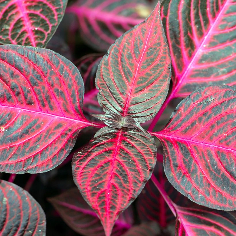 Iresine herbstii Bloodleaf (Lehvistö)