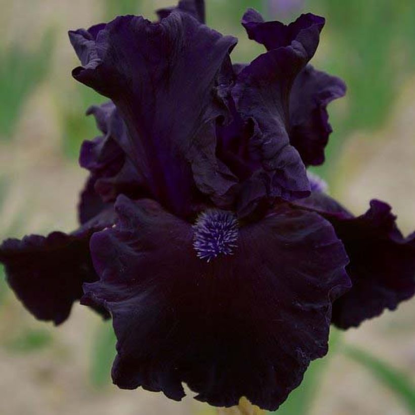 Saksankurjenmiekka Obsidian (Kukinta)