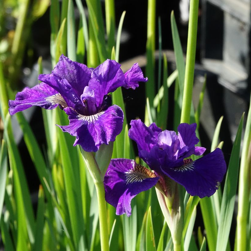 Siperiankurjenmiekka Ruffled Velvet (Kukinta)