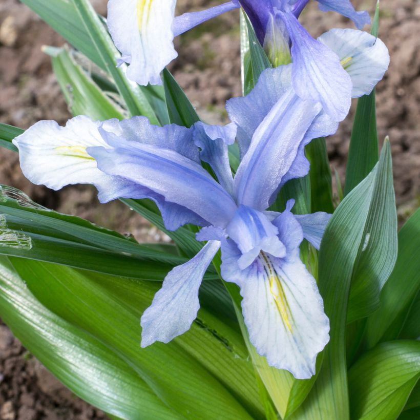 Kevätkurjenmiekka - Iris aucheri (Kukinta)