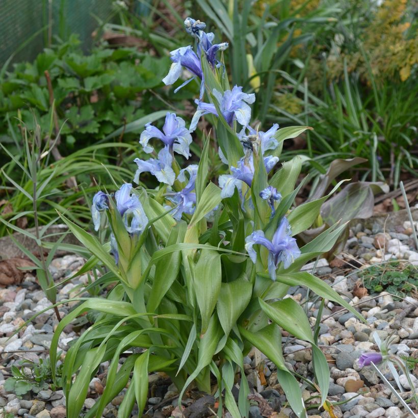 Kevätkurjenmiekka - Iris aucheri (Kasvutapa)
