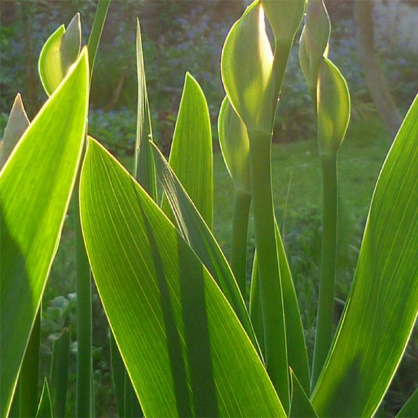 Saksankurjenmiekka Superstition (Lehvistö)