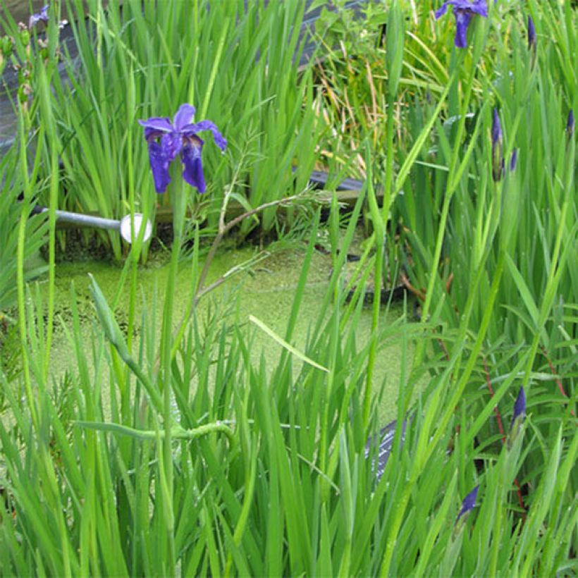 Tiibetinkurjenmiekka - Iris bulleyana (Kasvutapa)