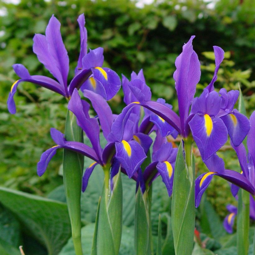 Hollanninkurjenmiekka Blue Magic (Kukinta)