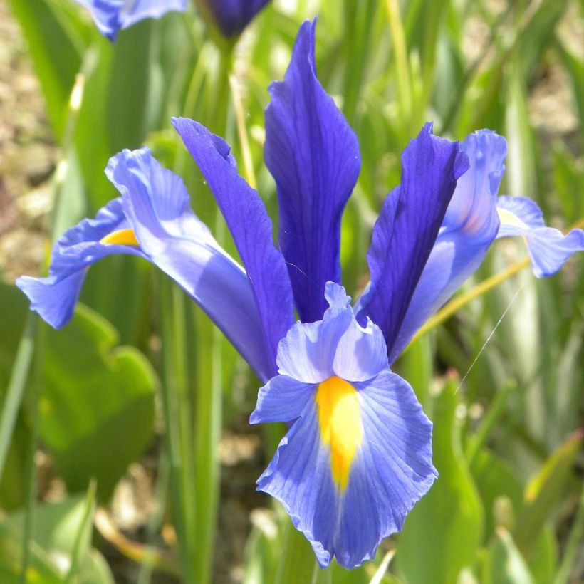 Hollanninkurjenmiekka Sapphire Beauty (Kukinta)