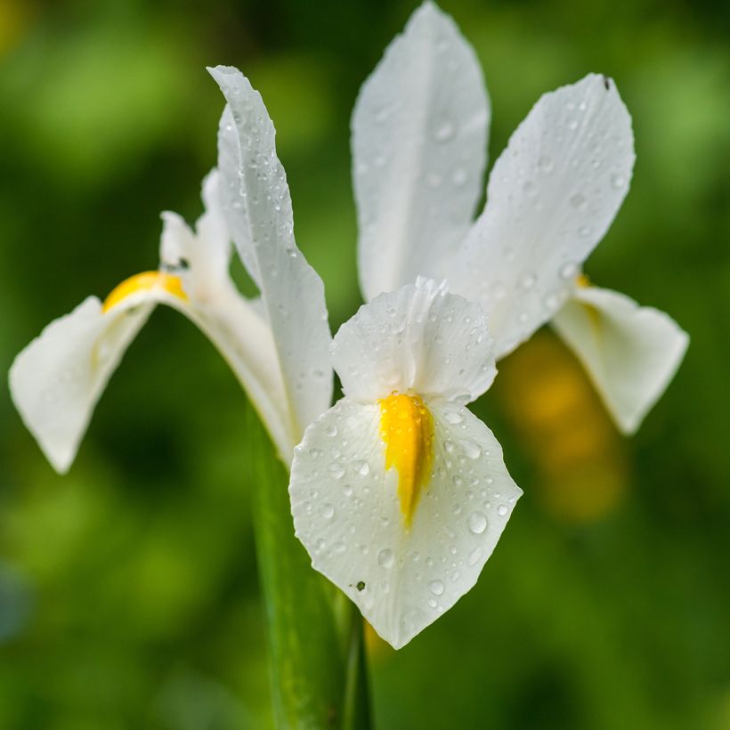 Hollanninkurjenmiekka White Excelsior (Kukinta)
