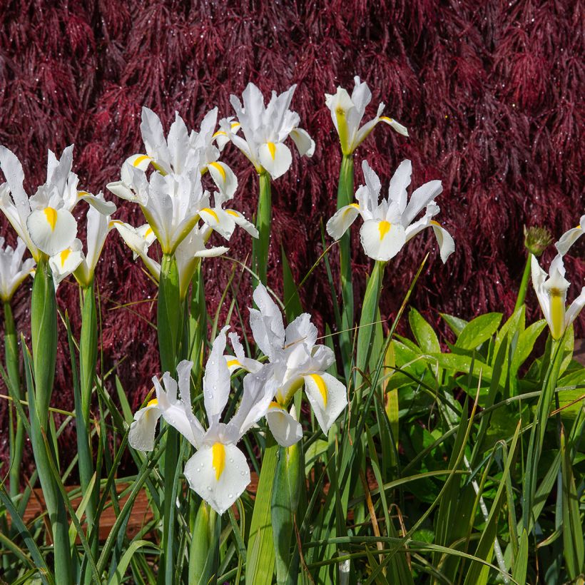 Hollanninkurjenmiekka White Excelsior (Kasvutapa)
