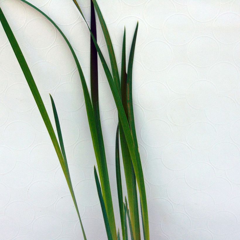 Siperiankurjenmiekka Blue King (Lehvistö)