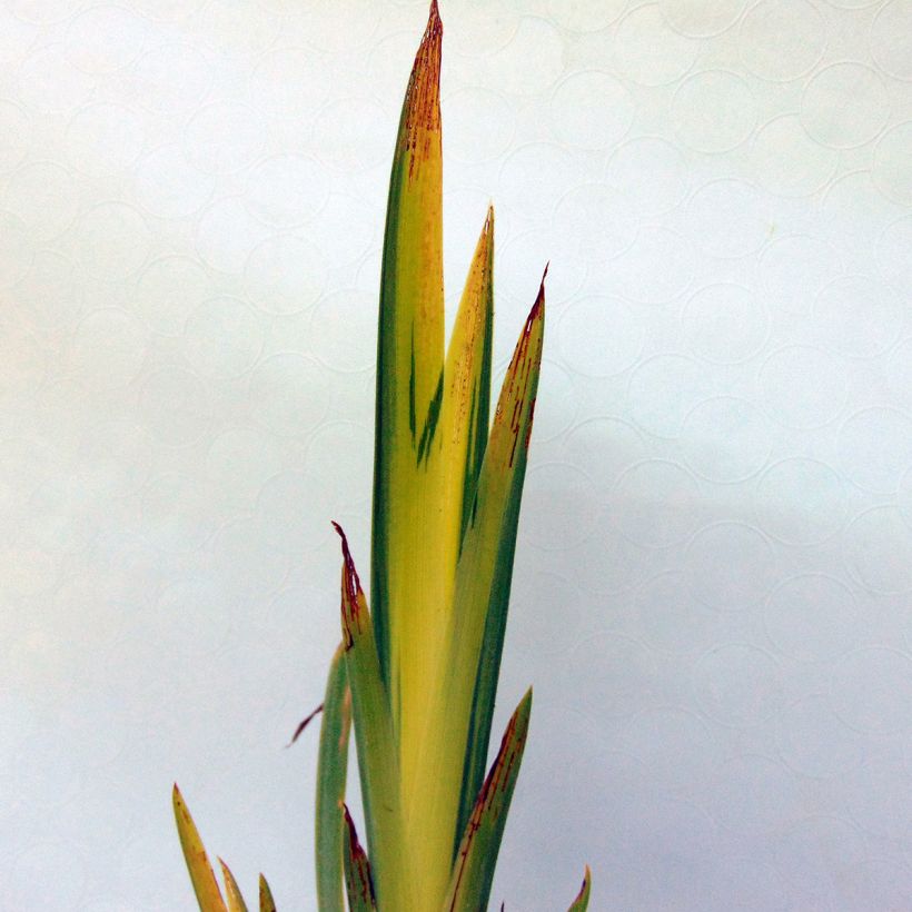 Keltakurjenmiekka Variegata (Lehvistö)