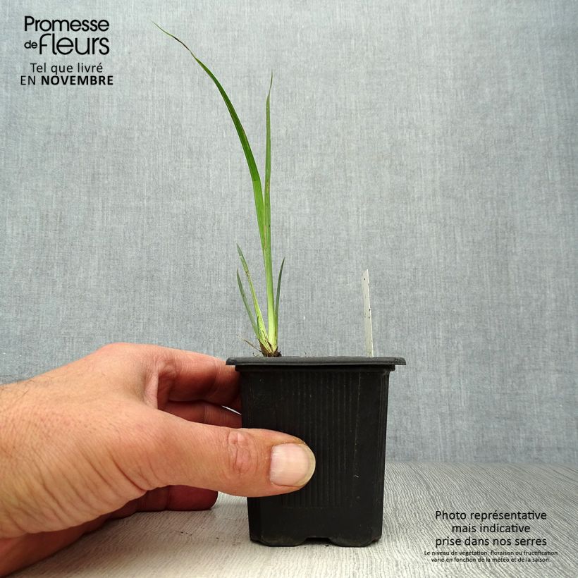 Esimerkki syksyllä toimitetusta Keltakurjenmiekka Variegata 8/9 cm taimiruukku-taimesta