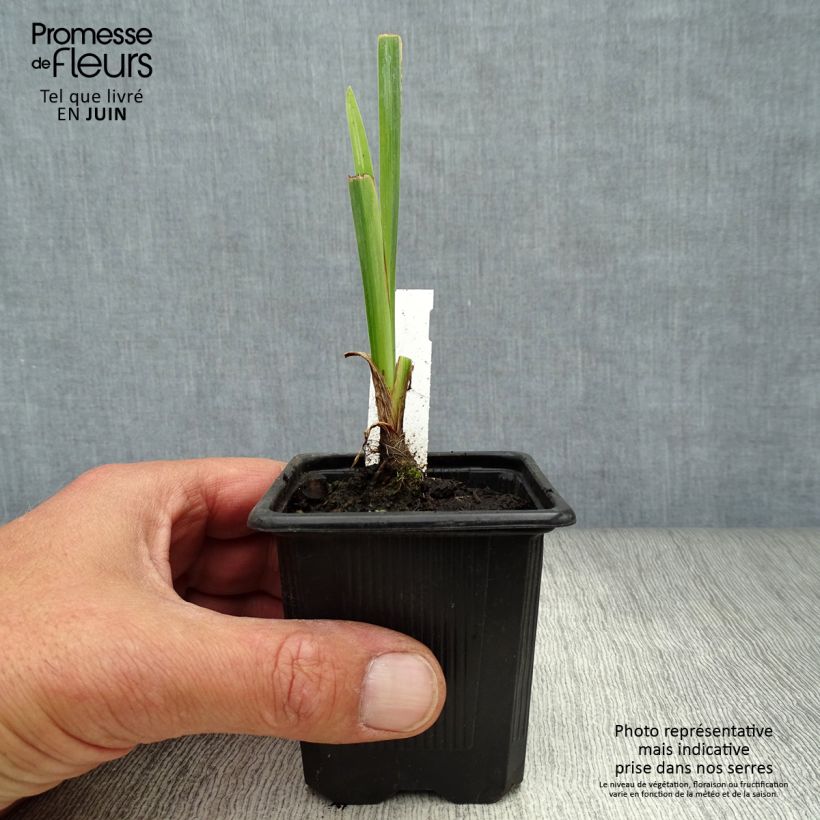 Esimerkki kesällä toimitetusta Keltakurjenmiekka Variegata 8/9 cm taimiruukku-taimesta