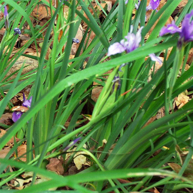 Kurjenmiekka - Iris douglasiana (Lehvistö)