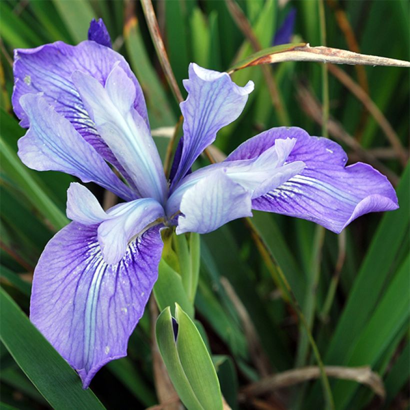 Kurjenmiekka - Iris douglasiana (Kukinta)