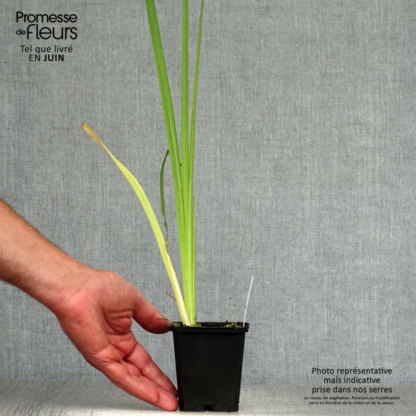 Esimerkki kesällä toimitetusta Japaninkurjenmiekka Variegata Taimiruukku 8/9 cm-taimesta
